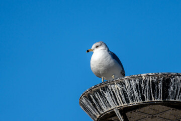 seagull on a post
