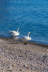 swan