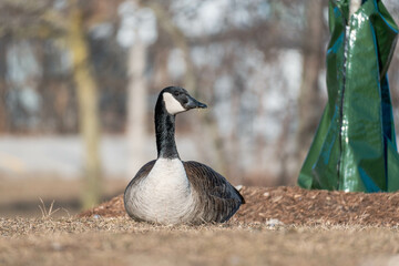 country goose