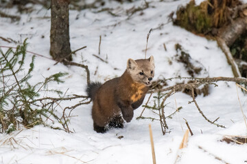 Pine Martin