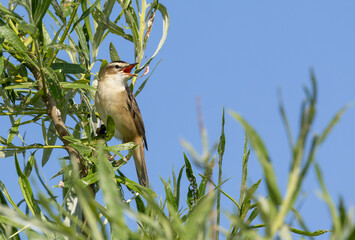 A Sedge warbler perched on a tree with a lots of green leaves and had it's beak open which shows reddish orange inner mouth