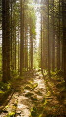 Misty forest in norway
