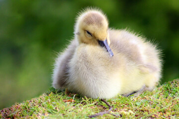 Canada Gosling Rest 03
