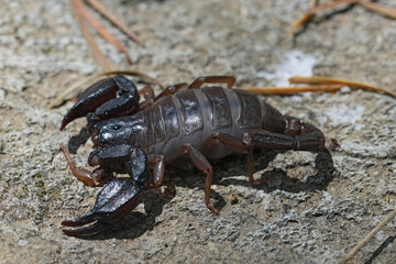 Closeup on a gravid female Pacific or Western Forest Scorpion, Uroctonus mordax , Oregon