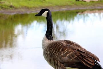 Canada Goose on Water 01