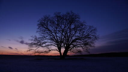 Obraz premium はるにれの木