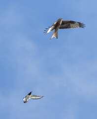 Oystercatchers chasing a Redkite over West Yorkshire 
