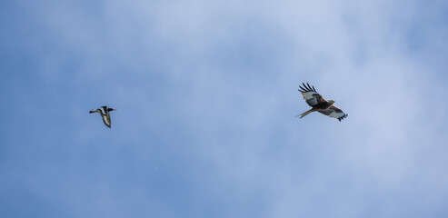 Oystercatchers chasing a Redkite over West Yorkshire 
