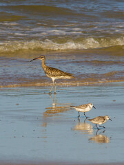 A common wimbrel and two sanderlings foraging in the surf zone on a Mozambique Beach, reflecting in the wet sand