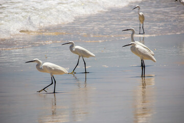 A small flock of little white egrets (Egretta Garzetta) at the waters edge with their reflections on the white sand along the beach at Inhasoro in Mozambique.