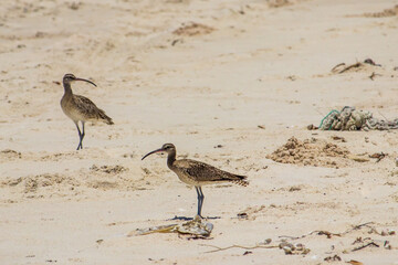 Two common wimbrels, Numenius phaeopus, on a sandy beach in Mozambique