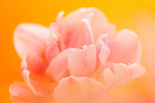 Tulip studio still life