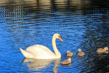 A mother swan with her cubs swims on the lake