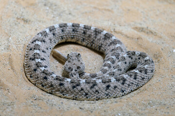 Horned rattlesnake or sidewinder rattlesnake (lat.- Crotalus cerastes)