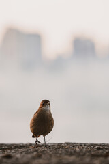 Bird standing front view, buildings behind