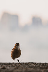 bird in the city, front view