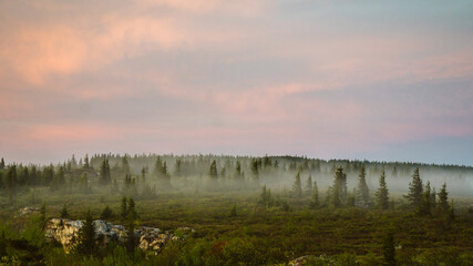 mist over evergreen forest