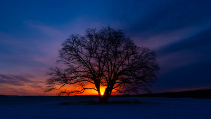 Obraz premium 北海道豊頃町ハルニレ