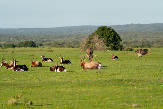 Blesbok Herd and Ostrich on Green Pasture