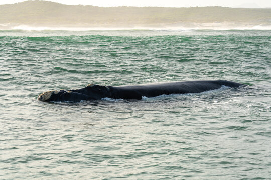 Whale Swimming in Coastal Waters