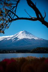 Mount Fuji with tree in foreground