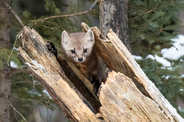 Pine Martin