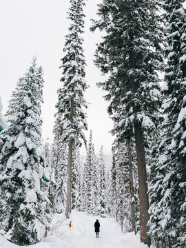 Fototapeta Winter scene in the forest with tall trees
