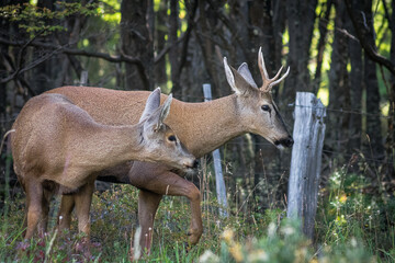 huemul patagonia