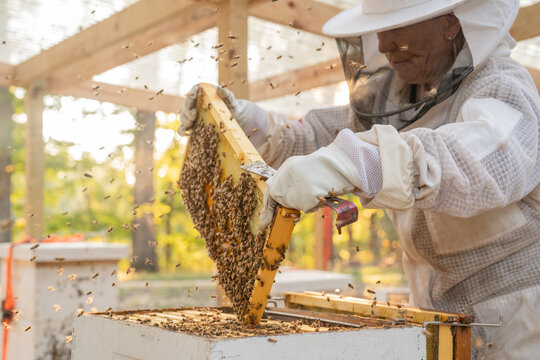 Beekeeper examines frame from hive