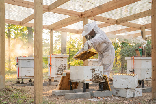 Hobbyist Beekeeper in rural apiary