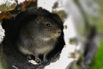 Wild guinea pig in free nature garden.