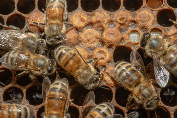 Honeybees capping brood