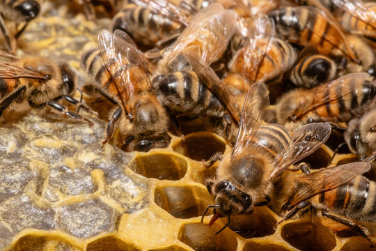 Honeybees working in beehive