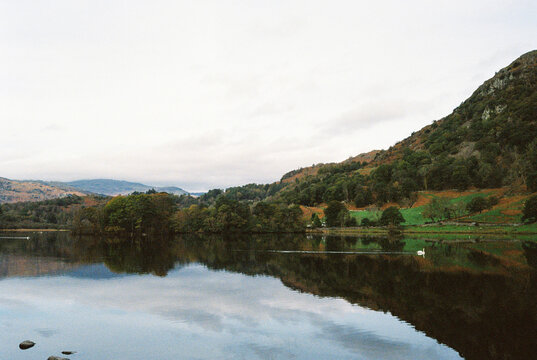 Swan on Rydal Water