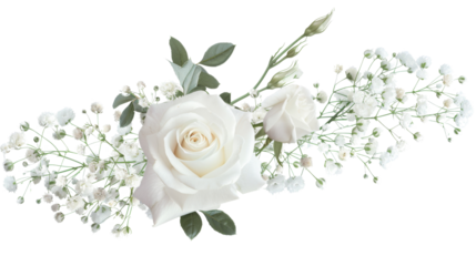 White roses on white background