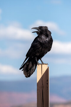 Raven in a poster