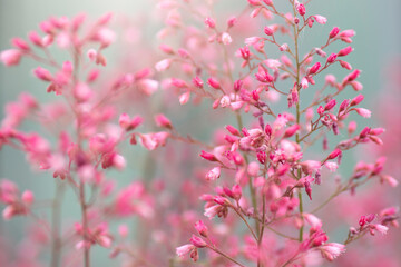 Różowe kwiaty kwitnącej Żurawki, tapeta, dekoracja. © mycatherina