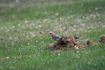 jay in the grass