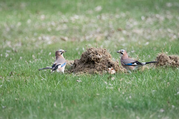 jay in the grass