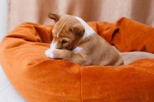 Puppy 