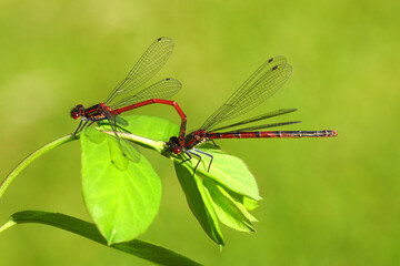 Male and female Large red damselfly (Pyrrhosoma nymphula), family Coenagrionidae. On leaves of common snowberry (Symphoricarpos albus). Dutch garden. Spring, May  