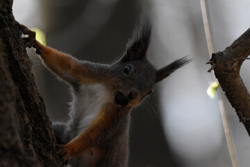 squirrel on the fence