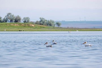 Beautiful large Dalmatian pelican birds swim on the spring lake Sorbulak in Almaty, Kazakhstan. These Birds are listed in the Red Book