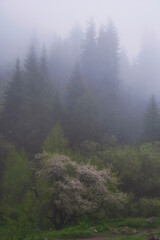 Wild flowering tree Apple tree in the foggy spring mountains against the backdrop of tall fir trees. Tienshan Mountains Trans-Ili Alatau in Almaty Kazakhstan