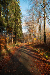 Forest in autumn, colorful foliage on the tree, path through deciduous trees, landscape 