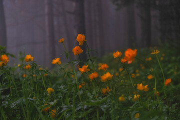 Beautiful orange flower of Asiatic double buttercup, globeflower or Trollius asiaticus or Troll flower in a spring meadow near a foggy forest in the mountains.