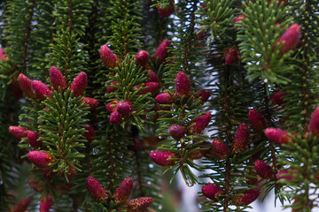 Beautiful natural background from pink cones on a spruce tree in spring with raindrops on the branches.
