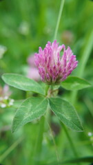 Clover
Plant
A plant from the Clover genus, the Legume family, the Moth subfamily. Valuable forage and pasture crop. It is found under the name red clover, although it belongs to the independent speci