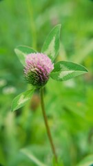 Clover
Plant
A plant from the Clover genus, the Legume family, the Moth subfamily. 