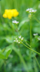 Field woodruff
Plant
An annual plant, a species of the genus Woodruff of the Rubiaceae family.